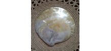 Magnifique coquillage en nacre 