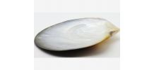 grand coquillage nacre