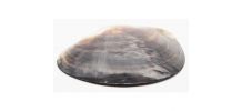 grand coquillage nacre