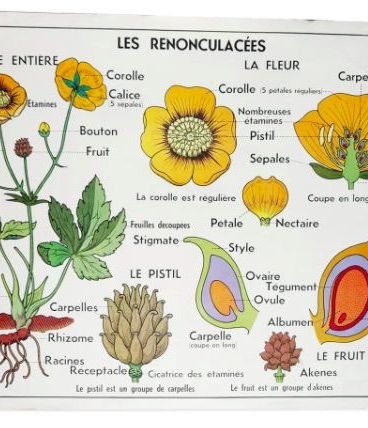 Affiche scolaire botanique