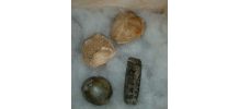 Lot de 4 fossiles marins (étoile, œuf tortue, gasteropodes)