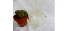 Bocal  piège à guêpes Verre ancien