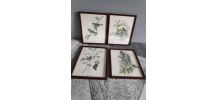 Lithographies d'oiseaux signées J. Gould 