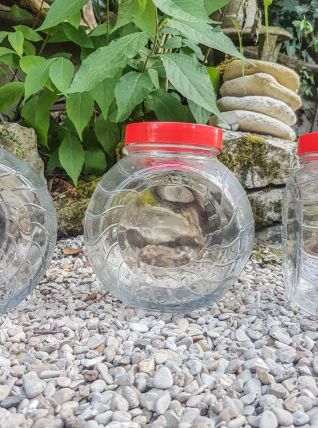 1 Pot en verre vintage Rangement cuisine Bocal en verre Anné