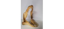 Mâchoire requin mako taxidermie curiosité 