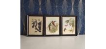 lithographies oiseaux Gould et Hart encadrement en bois