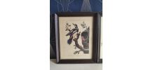 lithographies oiseaux Gould et Hart encadrement en bois