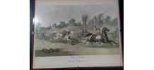 Lithographie chevaux