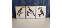 cadres lithographies oiseaux cadre doré