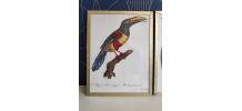 cadres lithographies oiseaux cadre doré