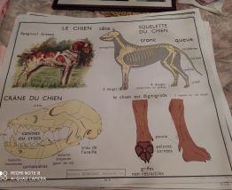 Affiche scolaire rossignol  vendu pièce 23 sorte d'affiche