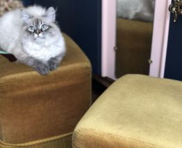 Poufs à franges 