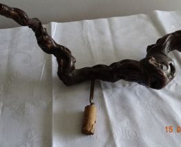 Pied de vigne 