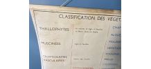 Affiche scolaire Rossignol numéro 11 les plantes vintage