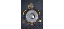 Vide peche tortue