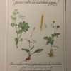 Planche botanique tisanes précieuse 