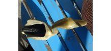 Ancien Vide Poche bronze  Laiton en forme de Cygne 