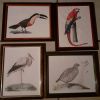 lot 4  illustrations sous cadres  en couleurs "Les oiseaux".