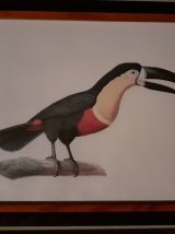 lot 4  illustrations sous cadres  en couleurs "Les oiseaux".