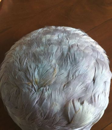 Bibi en plumes années 30