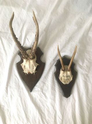 Lot de trophées de cornes sur support en bois