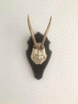 Lot de trophées de cornes sur support en bois