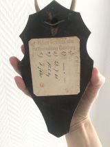 Lot de trophées de cornes sur support en bois