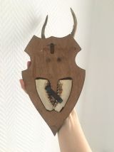 Lot de trophées de cornes sur support en bois