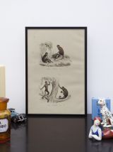 Lithographie gravure singes vintage - 1850