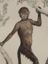 Lithographie gravure singes vintage - 1850