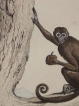 Lithographie gravure singes vintage - 1850