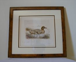 Aquarelle de José Colombé