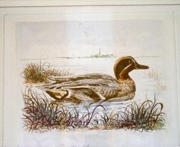 Aquarelle de José Colombé
