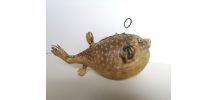 Poisson perroquet taxidermie cabinet curiosité 