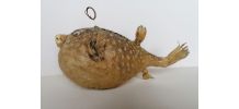 Poisson perroquet taxidermie cabinet curiosité 