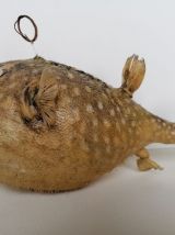 Poisson perroquet taxidermie cabinet curiosité 