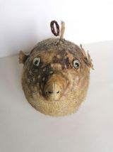 Poisson perroquet taxidermie cabinet curiosité 