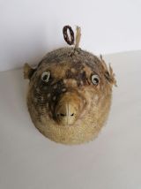 Poisson perroquet taxidermie cabinet curiosité 