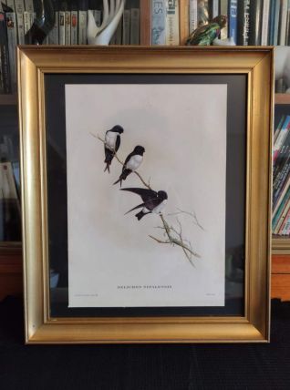 cadre hirondelles lithographie de J Gould et JC Richter