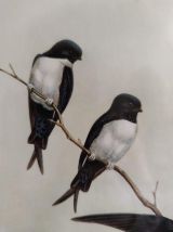cadre hirondelles lithographie de J Gould et JC Richter