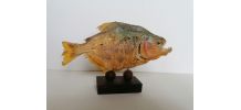 Pyranha taxidermie 