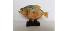Pyranha taxidermie 