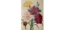 Les Fleurs de Pierre-Joseph Redouté