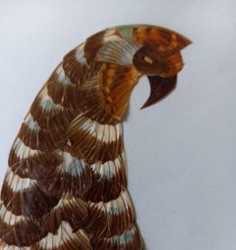 L'oiseau papillons 