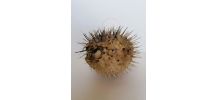 Poisson globe 