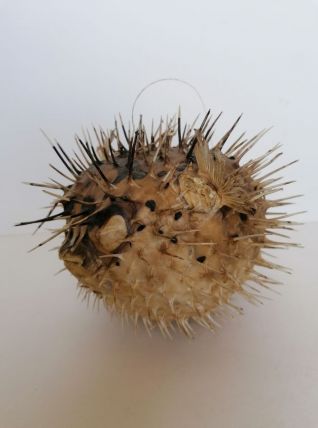 Poisson globe 