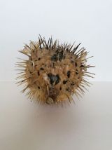 Poisson globe 