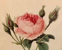 Reproduction PJ Redouté