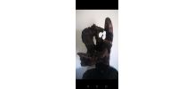 Sculpture bois flotte