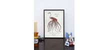 Chimère - gravure lithographie - le flamoulpe rose